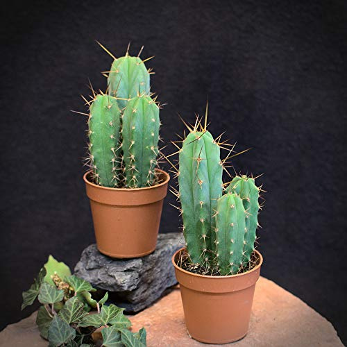 lophophora-williamsii.de Trichocereus Bridgesii San Pedro - 6 plantas jóvenes