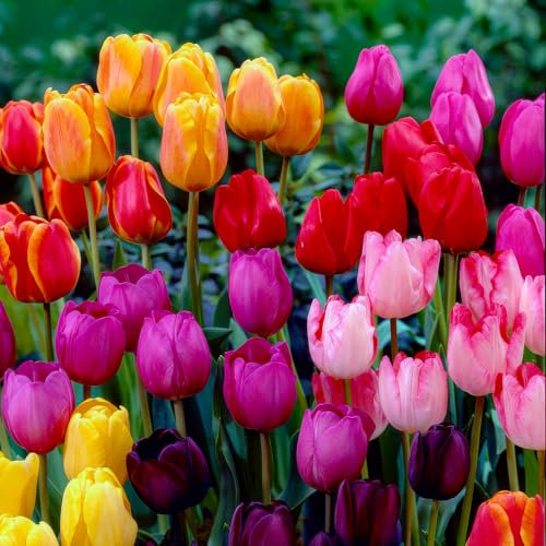FLORIUM - Colección híbrida de bulbos de tulipán Darwin (25 bulbos) | 5 variedades/colores | Mezcla de tulipanes de Holanda, resistente al invierno y decoración perenne para jardín, balcón y parterres
