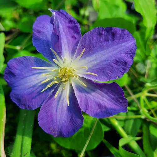 Clematis Stefan Franczak 1L - Benannt nach einem polnischen Clematis-Züchter