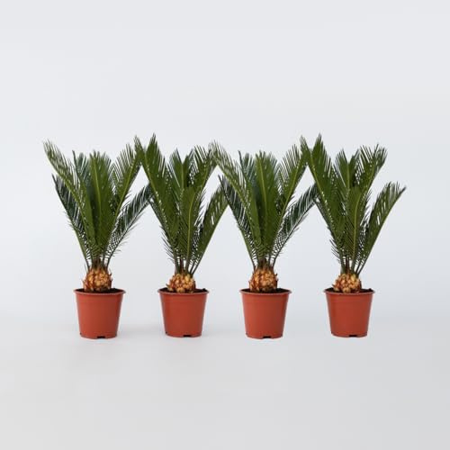Cycas Revoluta - Set Of 4 - Fern Palm - 45-60cm - Ø15cm - Multideal
