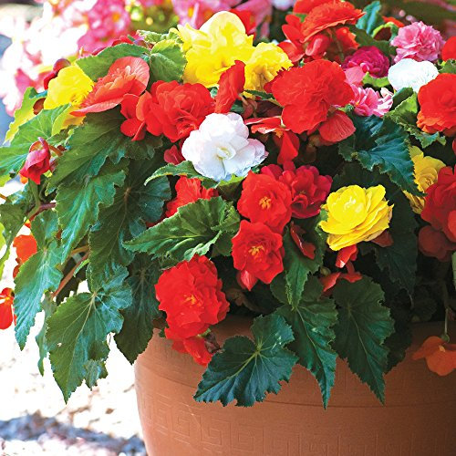 Hanging Basket Patio Plants Begonia Producing Colourful, Fragrant Flower Displays, Non-Stop by Thompson & Morgan (10 x Non-Stop Tubers)