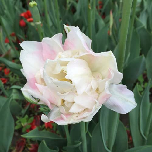 CHTING 5 Pezzi Di Bianchi E Rosa Tulipani Bulbi Rare Varietà Di Decorazioni Floreali Per Ufficio Bulbi Di Tulipano Creano Un'atmosfera Diversa Ed Elegante