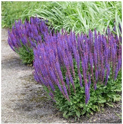 Stauden Gänge 10 x Salvia nemorosa 'Ostfriesland' Steppensalbei winterhart | Winterharte Staude für Sonne, Blüte Juni bis September, mehrjährig, 1 L Topf (11x11 cm)