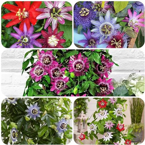 semillas de pasiflora resistentes - semillas de flores de balcón plantas resistentes al aire libre flores resistentes plantas en macetas para exterior plantas trepadoras de rápido 120pcs