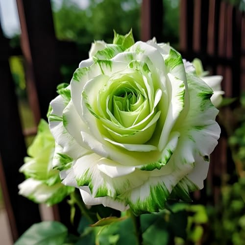 Strauchrose & Hybridrose & Seltene Rose & Bicolor-Rose – Exklusiver Blütenstrauchmix, einzigartige Gartengestaltung für Außenbereiche-2knolle-F