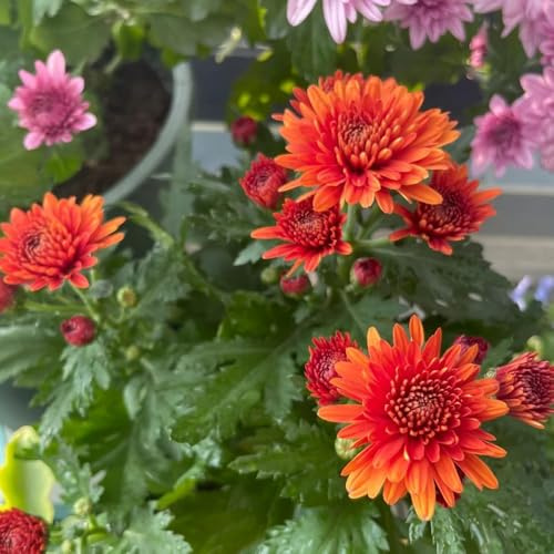semi di crisantemo di biologiche da esterno in vaso tappezzanti rialzata rampicante rara Aiule rialzate per il giardino arredamento del soggiorno 40pcs