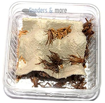 Feeders & more - 1 Dose mittlere Steppengrillen, Zweifleckgrillen - Futterinsekten für Invertebrate Insect-Eating Pets
