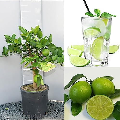 SAVINI VIVAI Pianta di Agrumi Lime di Tahiti in Vaso da 20 cm Altezza 70 cm 2-3 Anni di innesto Made Italy