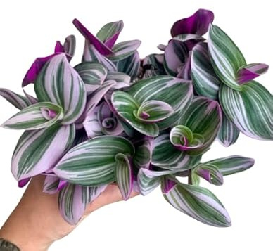 Tradescantia Nanouk Albiflora DECOALIVE Planta Natural Variedad Especialmente Llamativa