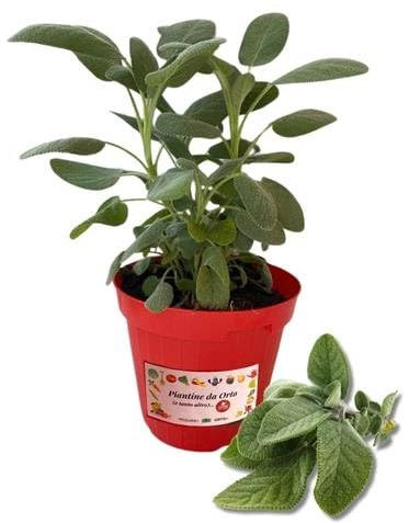 P. Piantine da Orto | Salvia, Pianta in Vaso Diametro 14 cm, Pianta Pronta per il Trapianto, Pianta Vera da Esterno, Piantina Aromatica per Balcone o Terrazzo, Vivaio Italiano