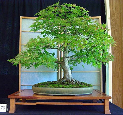 Seifu Samen Bonsai Samen 20pcs / pack Chinesisches Rotholz Bonsai-Baum Grove - Metasequoia glyptostroboides DIY Gartenarbeit