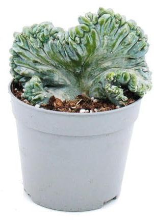 Exotenherz Heidelbeer-Kaktus Kammform Myrtillocactus geometrizans cristata außergewöhnlicher Kaktus 6,5cm Topf