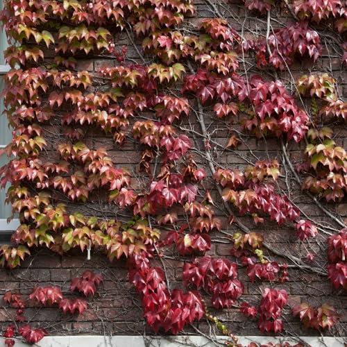 Vivai le Georgiche - Pianta vera di Parthenocissus tricuspidata Veitchii - vaso Ø 15 cm