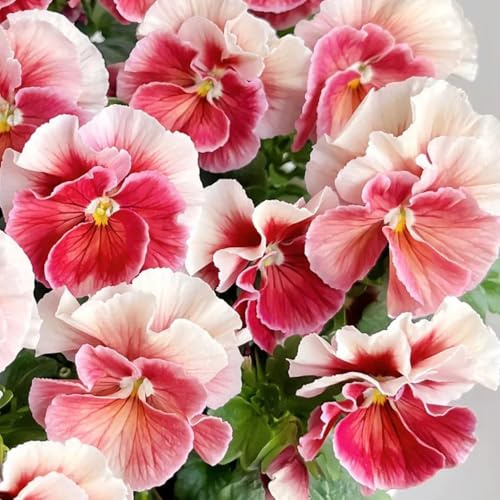 semi di viola del pensiero - decorazione da giardino perenni esotiche 100pcs