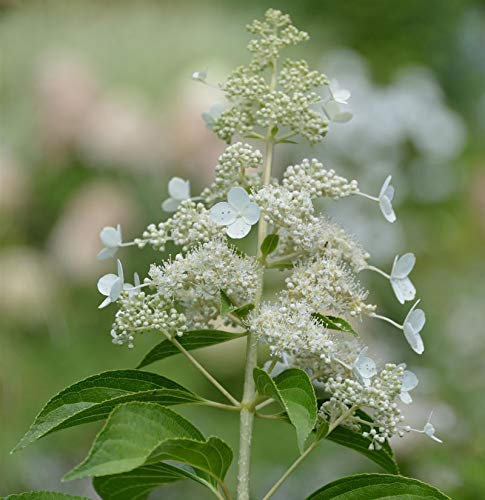 Rispenhortensie Kyushu 40-60cm - Hydrangea paniculata - lebende Gartenpflanze aus den Baumschulen