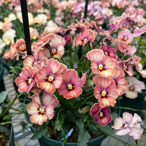 semi di viola cornuta perenni - Decorazione del balcone resistente giardino 800pcs