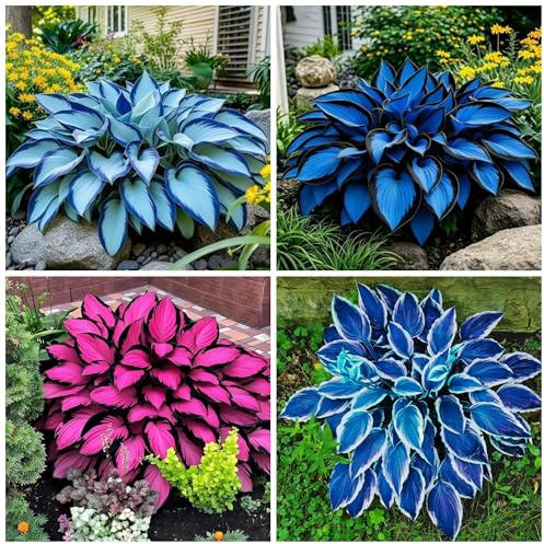 320+ Hosta Seeds for Planting Perennial Heart-Shaped Hosta Bare Roots - Rich Foliage, Heart Shaped Leaves, Outdoor Garden Bonsai Decoration