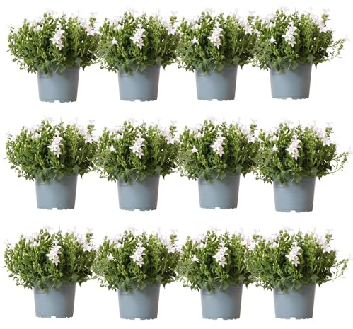 Campanula Addenda Ambella weiß 12er Set – Glockenblume weiß Topfgröße 12cm – winterhart, lang blühend – Bodendecker für ca.2m²