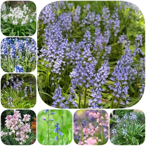 Semi di campanula - semi di copertura del terreno selvatici resistenti per giardini rocciosi decorazione 500pcs