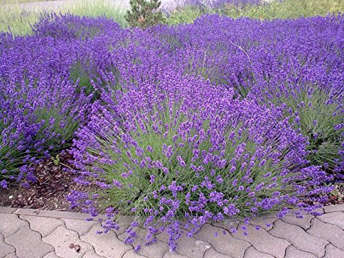 OFFERTA 3 PIANTE DI LAVANDA VASO 14CM AROMATICHE orto
