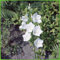 Garten Schlüter