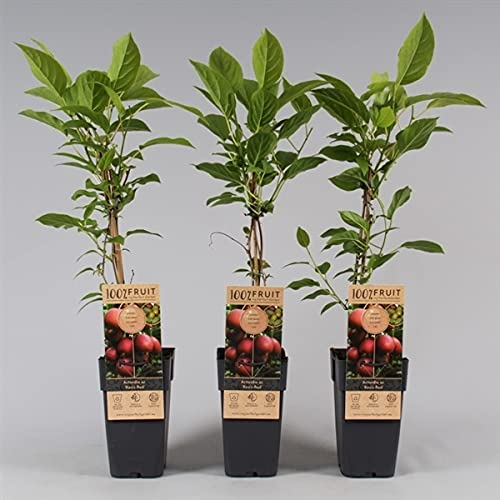 Actinidia arguta Ken’s Red – Zwerg-Kiwi weiblich, 60–70 cm – Selbstfruchtbare Mini-Kiwi mit roten Früchten – Winterhart & robust – Obstpflanze für Garten, Terrasse & Kübel