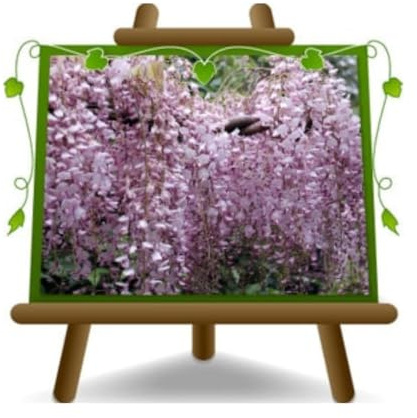 Wisteria Floribunda Rose Glycine Rose Lilas Plantes grimpantes - sur pot de 17 cm - hauteur - 150-200 cm