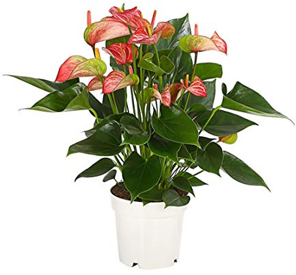 Dehner Flamingoblume Livium, pink-rosa Hochblätter, 30-40 cm,Ø Topf 14 cm | Anthurium andreanum, exotische Zimmerpflanze, luftreinigend, für helle Standorte