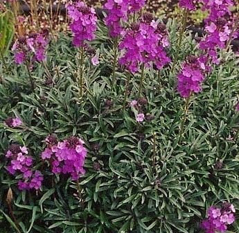 Pack X6 Erysimum 'Bowles Mauve' Perennial WallFlower Plug Plants