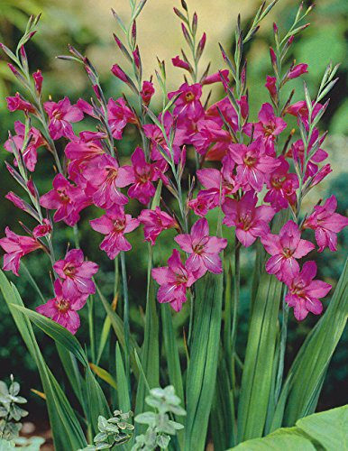 20 Gladiolus BYZANTINUS Bulbs (Pink Colour) for Border Patio Rockery Garden Perennial