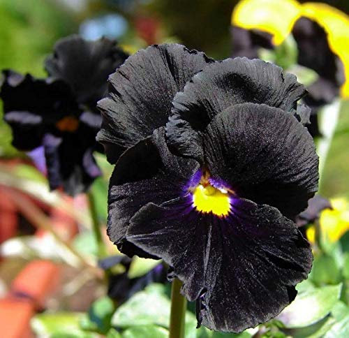 50 Pansy Clear Crystal Black Seeds - Black Pansy Flowers with Yellow Eye - 50 Seeds