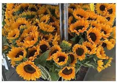 JARDIN202 - Girasoles | Flor Natural | Ramo de 5 tallos | Amarillo | 80cm de alto