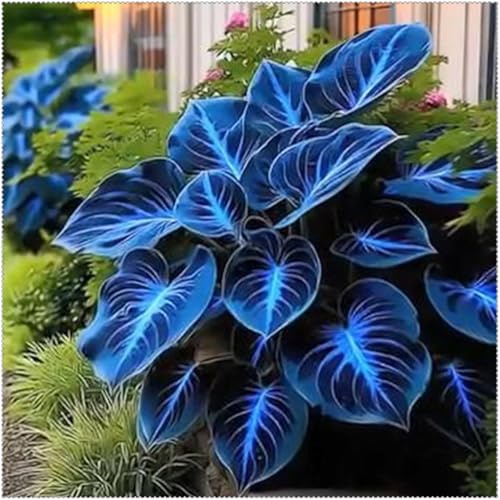 Foglie Decorative e Resistenza -Rizoma di Hosta- Bulbi di Hosta per Giardini Ombreggiati-4 Rizoma-H