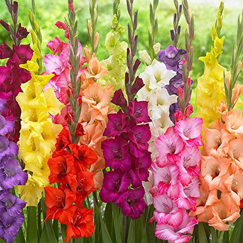 25 x Gladiolus Large Flowering Mixed – Colorful Long-Lasting Cut-Flowers – Perennial – Summer Flowering Bulbs – for Your Beautiful Garden