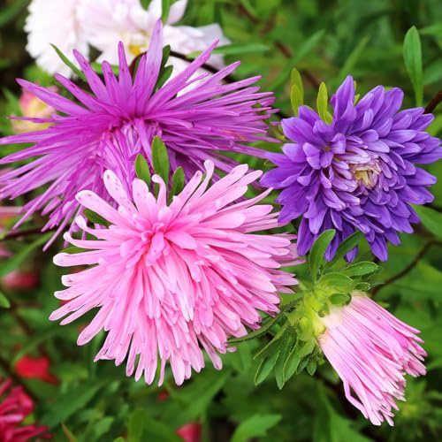 Aster Ostrich Plume Mixed Seeds – Frilly, Feather-Like Blooms in a Stunning Colour Mix – Ideal for Borders & Cut Flowers – Easy-to-Grow Hardy Annual – Great for Pollinators