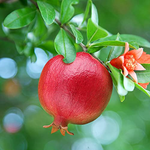 YouGarden Dwarf Pomegranate Bush, Fruit Trees for Gardens, Potted Mediterranean Fruit Plants for Patios and Gardens, Small Pomegranate Plant for Pots and Planters Perfect for Borders and Patio Pots