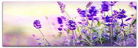 Panoramabild auf Leinwand und Keilrahmen 120x40cm Lavendel Frühling Licht