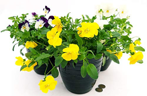 POWERS TO FLOWERS - VIOLE DEL PENSIERO, VIOLA A FIORE PENDULO BIANCO - GIALLO - BLU BICOLORE, SET 3 PIANTE VASO 14CM, VASO IN CERAMICA NERO A RIGHE, piante vere