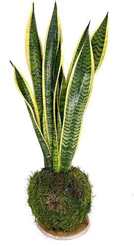 KOKEDAMA SANSEVIERIA 50CM (LENGUA DE LA SUEGRA) PLANTA Y MUSGO 100% NATURAL