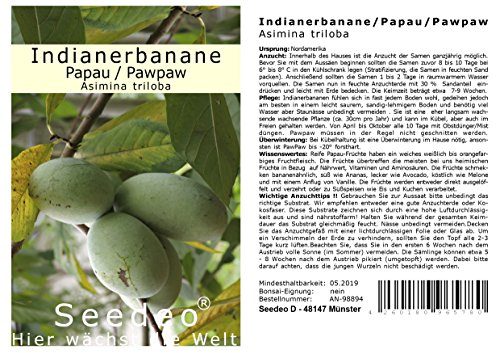 Seedeo®Anzuchtset Indianerbanane/Papau/Pawpaw (Asimina triloba) BIO