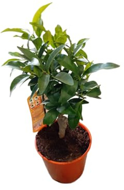 Árbol de Kumquat Natural – Disfruta de Mini Cítricos Frescos en Casa