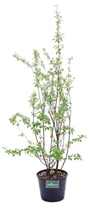 Pianta di Spiraea pianta di Spirea pianta da esterno pianta da giardino pianta da siepe di Spirea pianta vera di Spiraea venduta da eGarden.store (Vanhouttei - Fiore bianco)