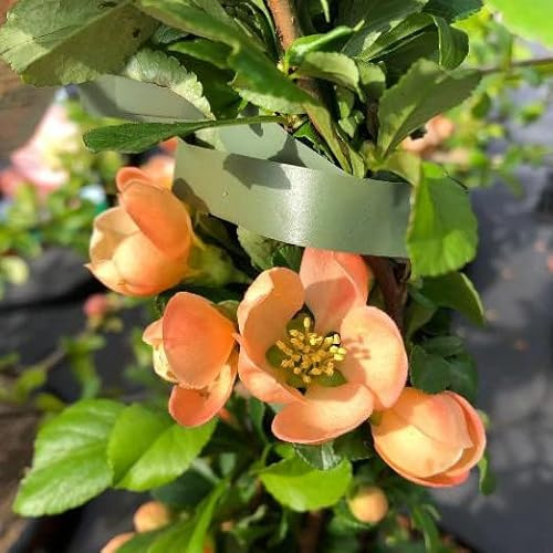 Vivai le Georgiche - Pianta vera di Chaenomeles japonica Cido Chaenomeles japonica 'Cido Red' Mela cotogna giapponese 'Cido' - vaso Ø 24 cm - altezza alla vendita 30-40 cm
