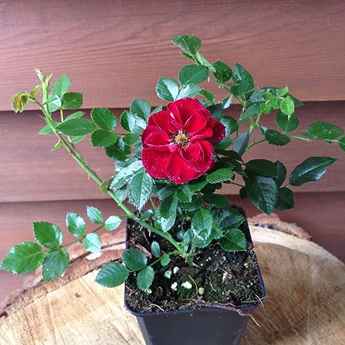 Rose rot 1 Stück | Bodendeckerrose Rosa the Fairy Intragarten im Topf gewachsen Rosenbusch