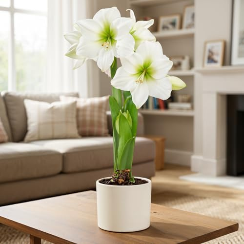 FLORIUM Amaryllis Zwiebel White Star | 1 Blumenzwiebel in Großformat 26/30 | Exklusive Zwiebeln | Echte Pflanzen aus Holland | Hippeastrum (keine Samen, Wachs und nicht künstlich)