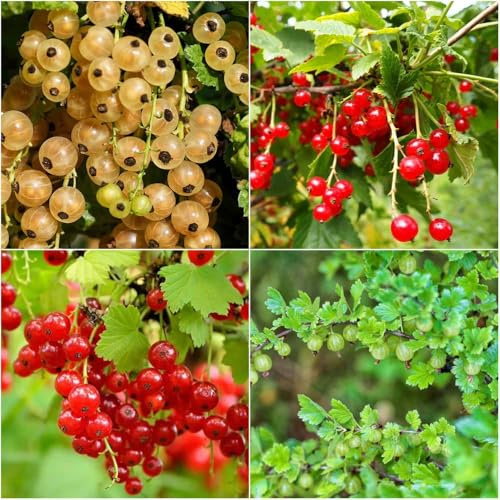 stachelbeeren - hochbeete für garten obstbäume säulenobstbäume balkon garden säulenobst gartenpflanzen zimmerpflanzen 500samen