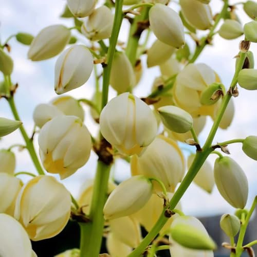 Semi di giglio palma - yucca, Vecchie varietà resistenti 120pcs