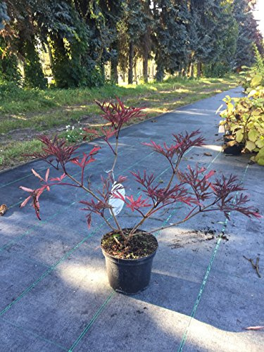 Sambucus nigra 'Black Lace' 40–60 cm – Winterhart, Mehrjährig, Pflegeleicht – Schwarzer Holunder – Heckenpflanze für Garten & Sichtschutz