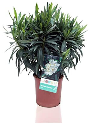 Nerium Oleander (Adelfa) Blanco