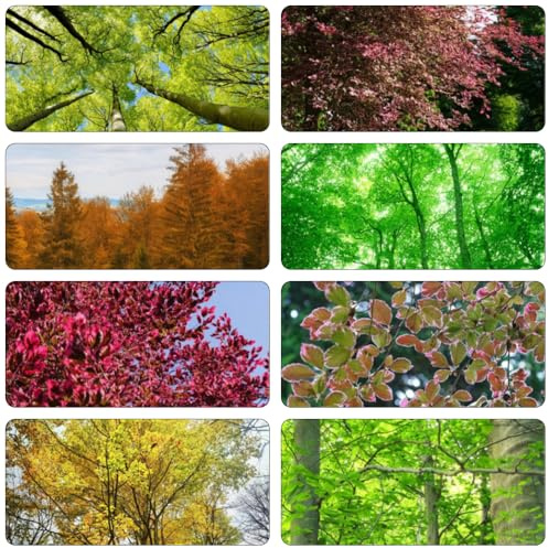 Haya europea bonsái Fagus sylvatica reali di interni esotici serrature balcone semi giardino giardino scalatrici crescita rapida 180pcs